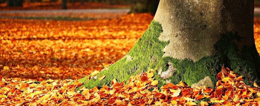 Podzim bez nachlazení