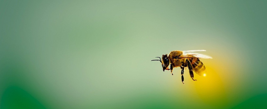Poznejte účinky manukového medu