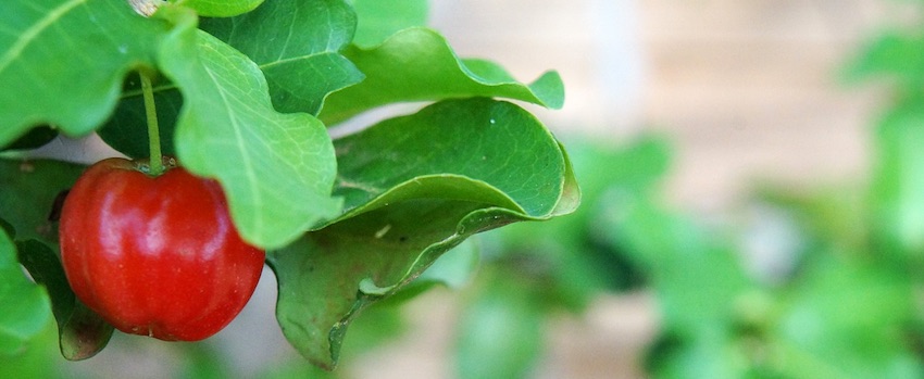 Proč je důležitá suplementace vitaminu C?