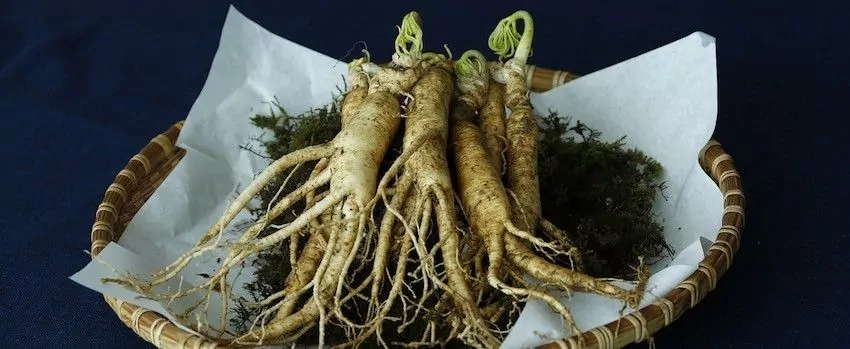 Ginseng – Sibiřský ženšen Ginseng – Sibiřský ženšen