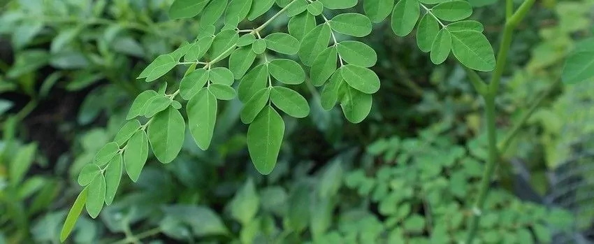 Moringa a její účinky na naše zdraví Moringa a její účinky na naše zdraví