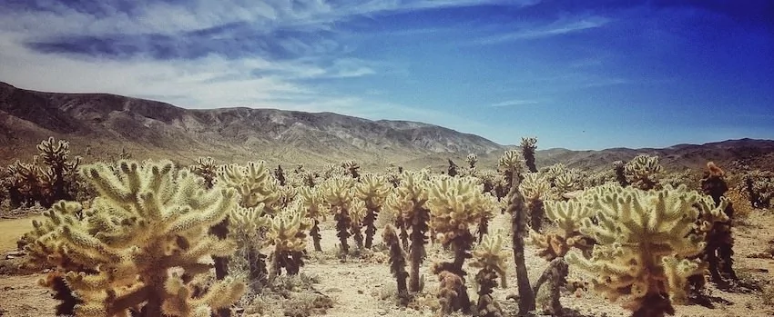 Yucca Yucca
