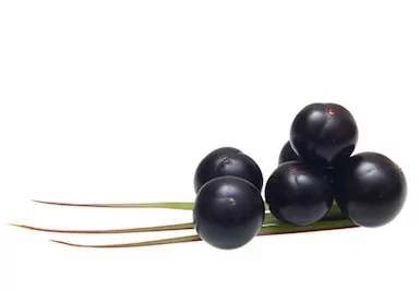 Açai berry