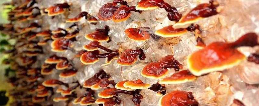 Už jste slyšeli o reishi? Už jste slyšeli o reishi?